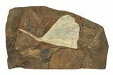 Paleocene Fossil Ginkgo Leaf - North Dakota #271068-1